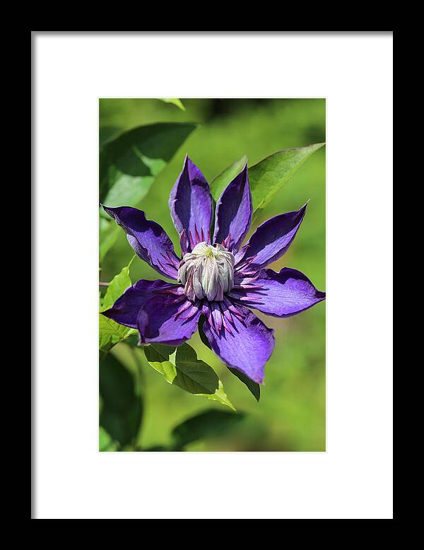 Clematis Framed Print featuring the photograph Pink Lashes by Tammy Pool