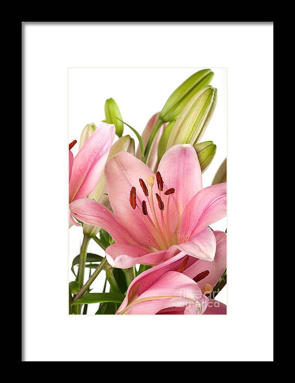 Lily Framed Print featuring the photograph Pink Lilies 07 by Nailia Schwarz