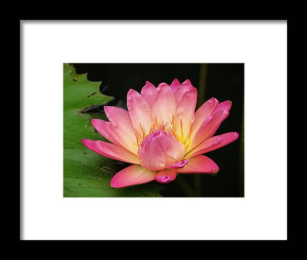Waterlily Framed Print featuring the photograph Pink Lily 1 by Vijay Sharon Govender