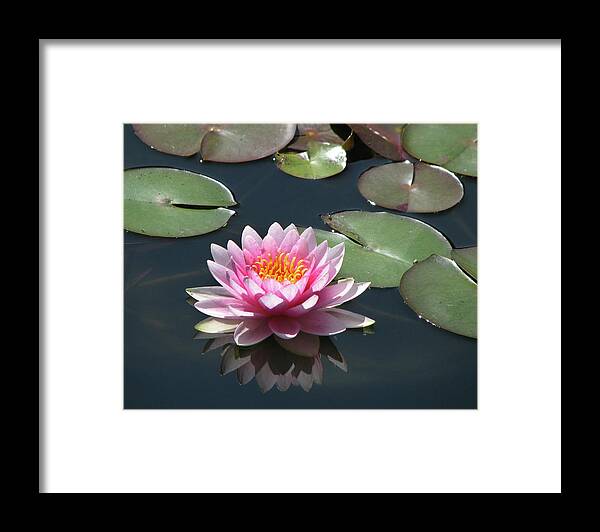 Water Lily Framed Print featuring the photograph Pink Lily with Reflection by Helaine Cummins