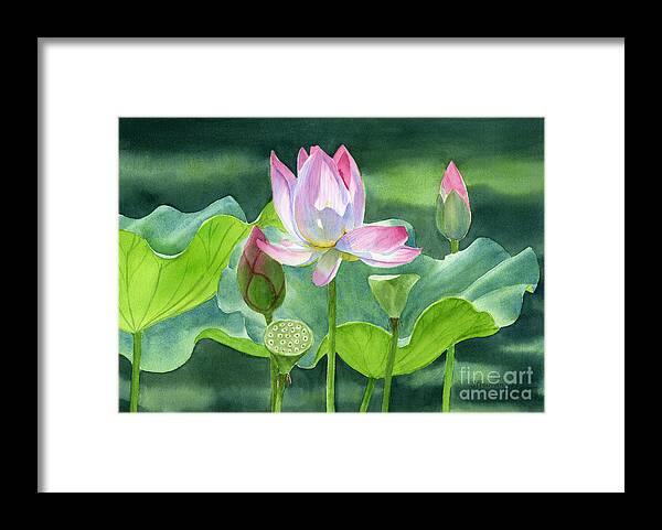 Pink Framed Print featuring the painting Pink Lotus Blossom Buds and Seed Pods by Sharon Freeman