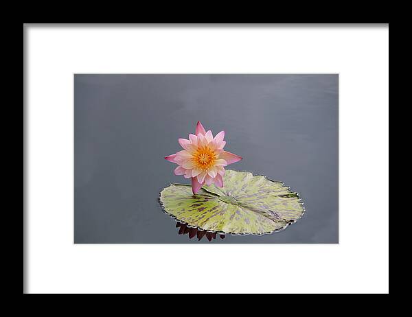 Botanical Gardens Framed Print featuring the digital art Pink Lotus by Sharon Batdorf