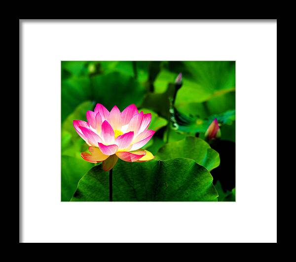 Pink Framed Print featuring the photograph Pink Lotus by Susie Weaver