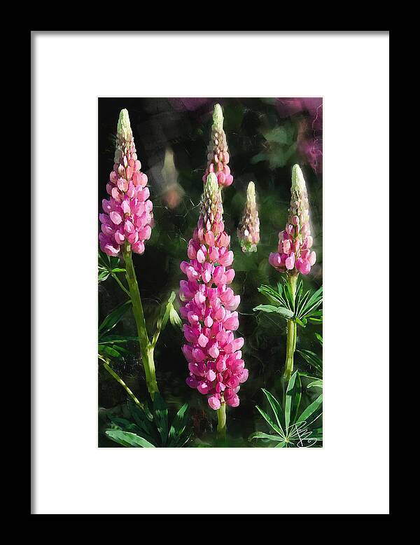 Beautiful Framed Print featuring the digital art Pink Lupine Flowers by Debra Baldwin