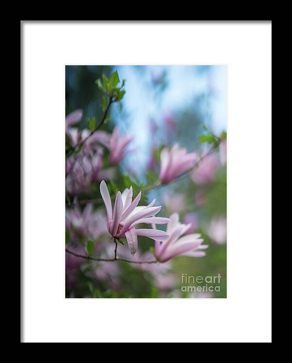 Magnolia Framed Print featuring the photograph Pink Magnolia Blooms Peaceful by Mike Reid