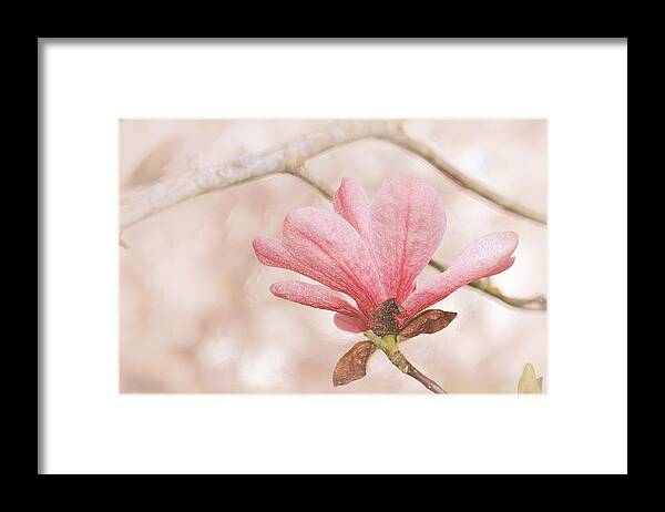 Floral Framed Print featuring the photograph Pink Magnolia Flower by Brent Davis