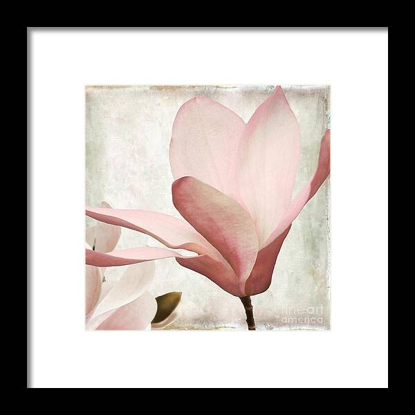 Pink Magnolia Framed Print featuring the painting Pink Magnolia Sunwashed by Mindy Sommers