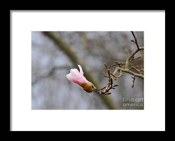 Pink Framed Print featuring the photograph Pink Magnolias 20120321_54a by Tina Hopkins