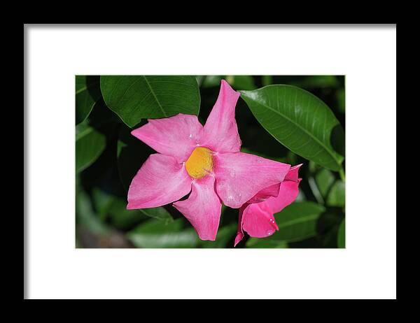 Nature Framed Print featuring the photograph Pink Mandevilla by John Benedict