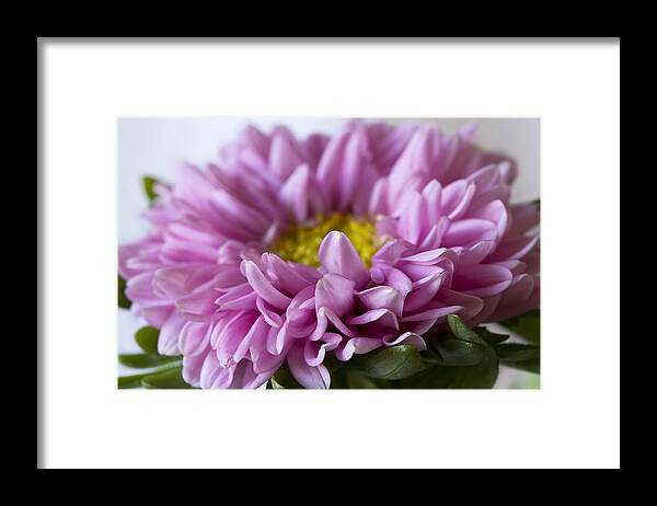 Pink Flowers Framed Print featuring the photograph Pink Mum by Cheryl Day