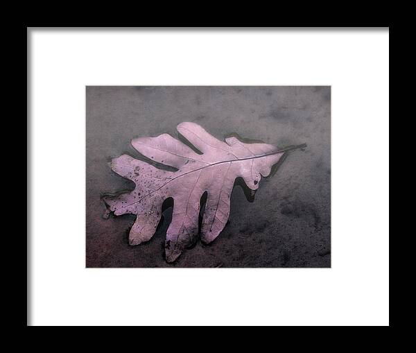 Jean Noren Framed Print featuring the photograph Pink Oak Leaf by Jean Noren