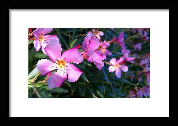 Pink Framed Print featuring the photograph Pink Oleander by Adam Johnson