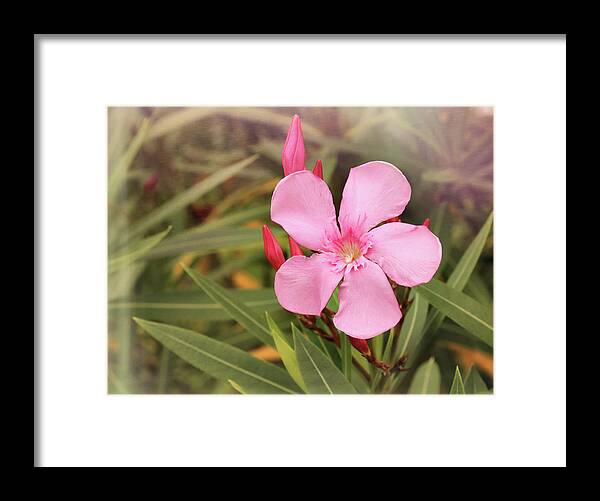 Oleander Framed Print featuring the photograph Pink Oleander Cool Mist by Judy Vincent