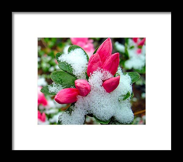 Azalea Framed Print featuring the photograph Pink on Ice by Betty Buller Whitehead