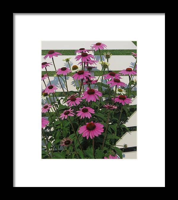 Flowers Framed Print featuring the photograph Pink on the Fence by Jeanette Oberholtzer