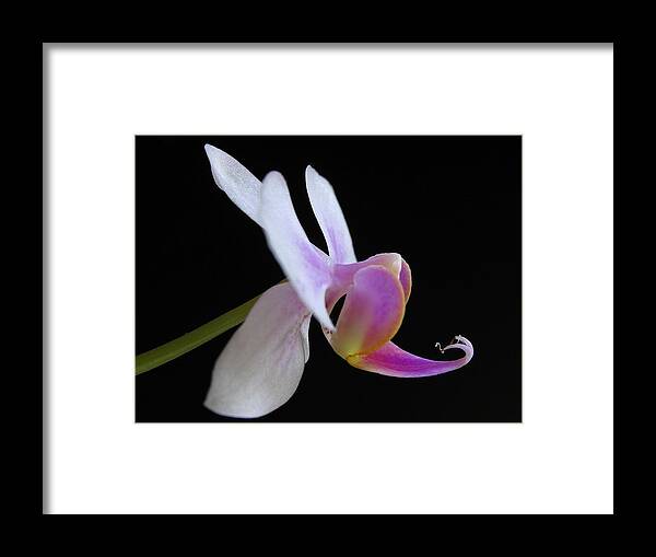 Georgia Framed Print featuring the photograph Pink Orchid by Juergen Roth