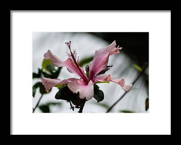 Pink Framed Print featuring the photograph Pink Orchid by Tom Potter