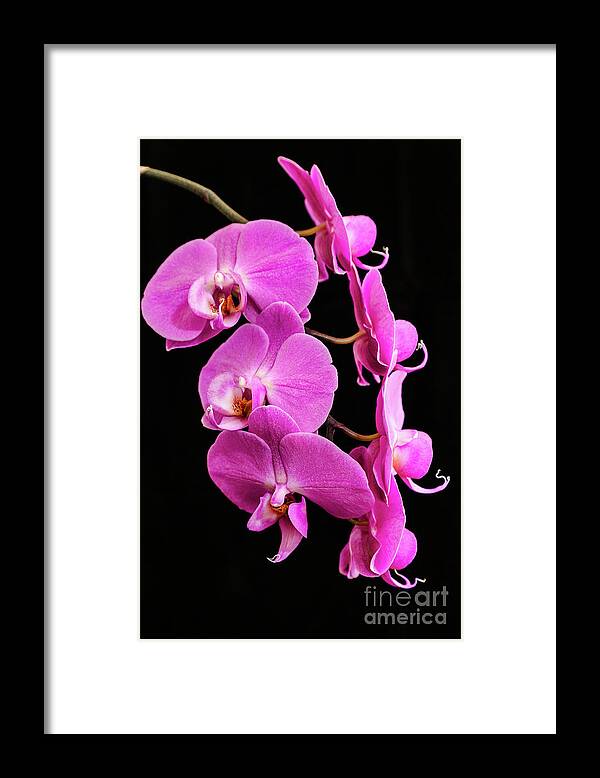 Pink Orchid Framed Print featuring the photograph Pink Orchid with Black background by Andy Myatt
