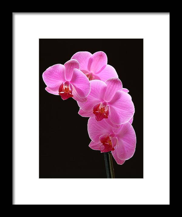 Orchid Framed Print featuring the photograph Pink Orchids by Juergen Roth