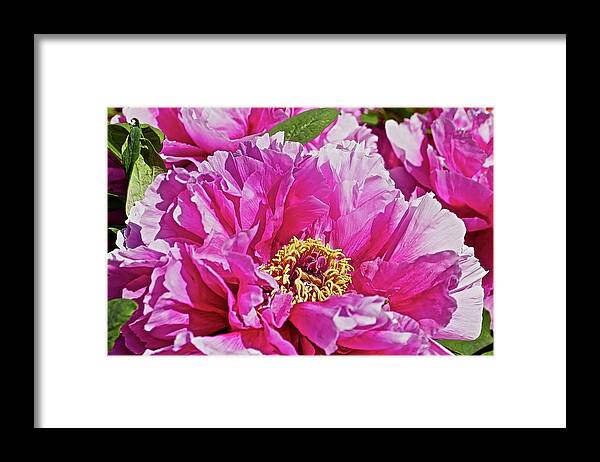 Close Up Photograph Of Pink Peony Flower Framed Print featuring the photograph Pink Peony by Joan Reese