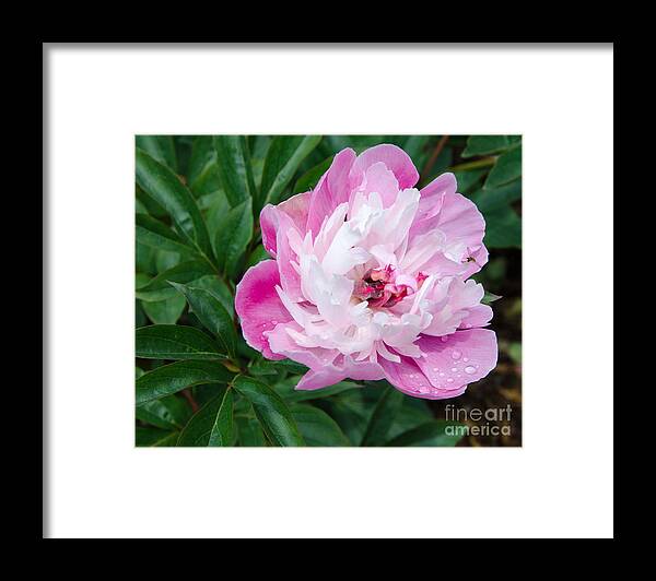 Pink Framed Print featuring the painting Pink Peony by Laurel Best