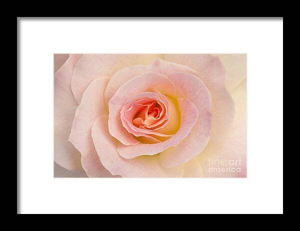 Rose Framed Print featuring the photograph Sweetness by Patty Colabuono