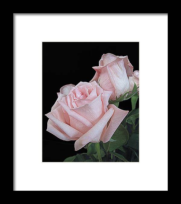 Rose Framed Print featuring the photograph Pink Persuasion by Suzy Piatt