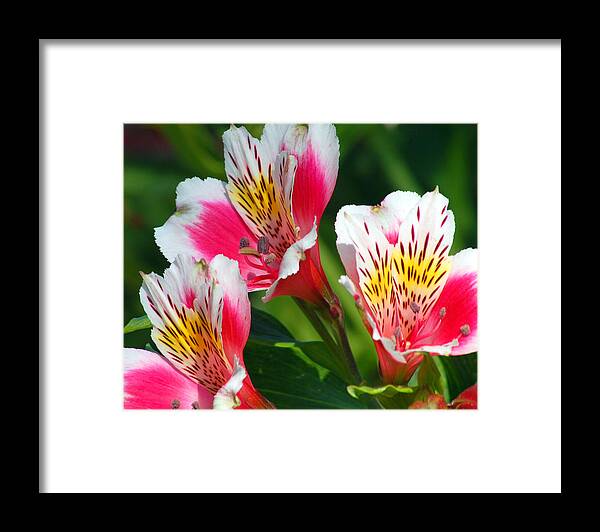 Peruvian Framed Print featuring the photograph Pink Peruvian Lily 2 by Amy Fose