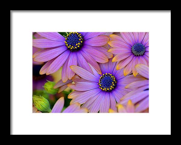 Pink Framed Print featuring the photograph Pink Petals and Blue Buttons by Julie Palencia