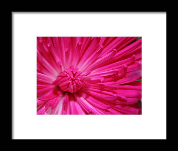 Pink Framed Print featuring the photograph Pink Petals by Inspired Arts