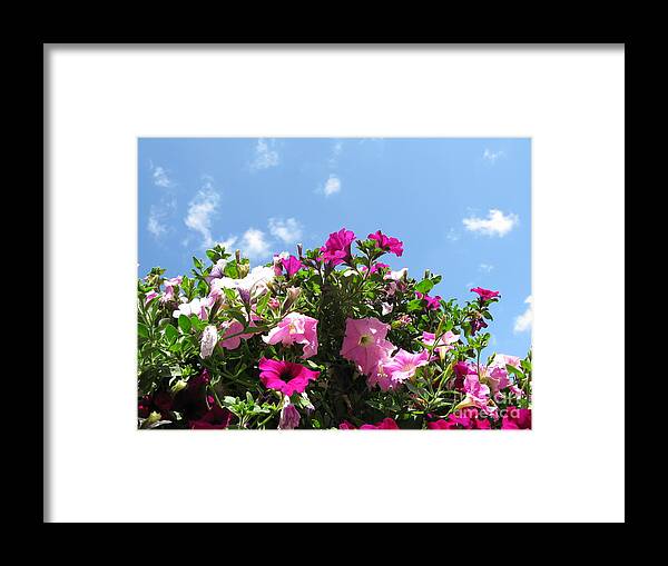 Petunia Framed Print featuring the photograph Pink Petunias in the Sky by Ausra Huntington nee Paulauskaite