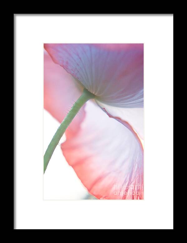Flora Framed Print featuring the photograph Pink Poppy 2 by Jill Greenaway