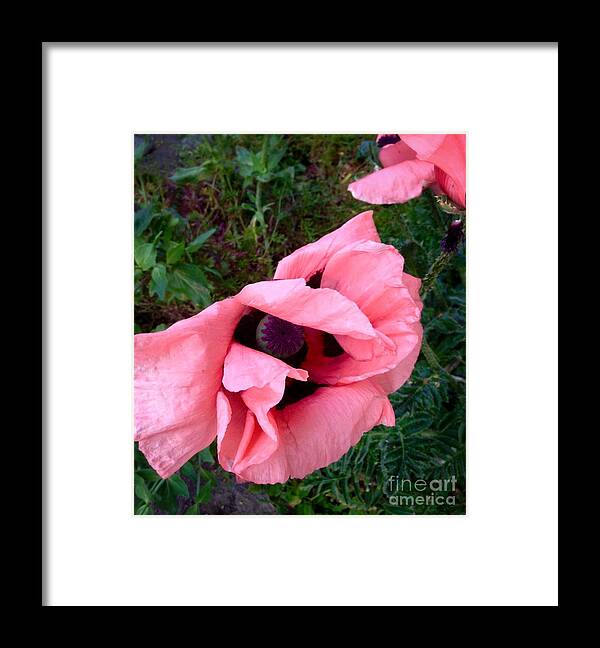Pink Poppies Framed Print featuring the photograph Pink Poppy by Joan-Violet Stretch