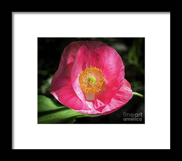 Pink Poppy Framed Print featuring the photograph Pink Poppy by Mitch Shindelbower