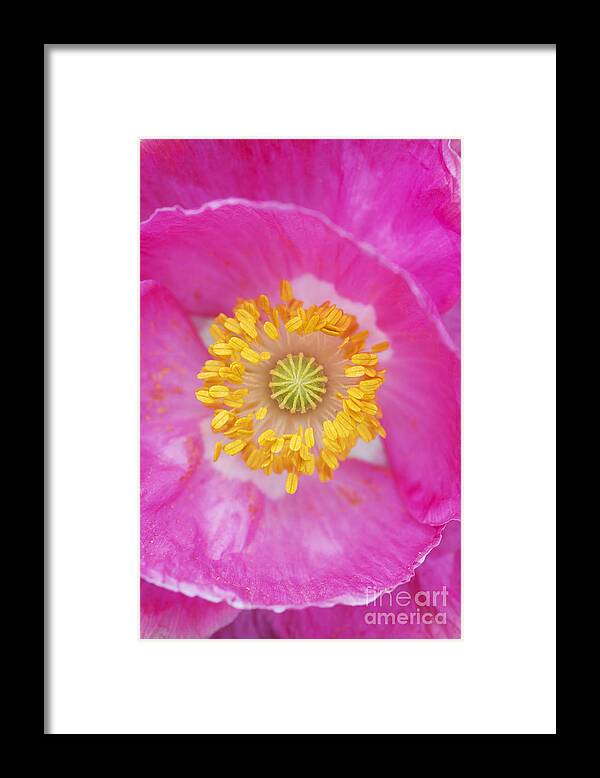 Papaver Rhoeas Framed Print featuring the photograph Pink Poppy by Tim Gainey