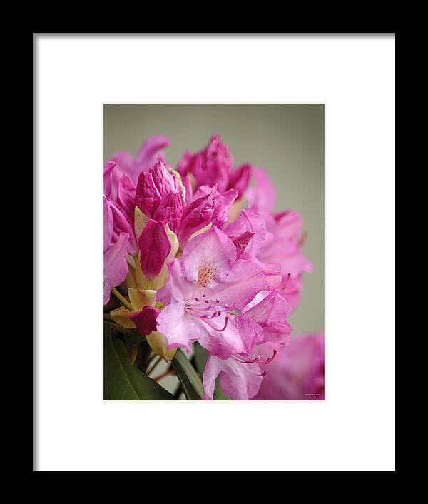 Rhododendron Framed Print featuring the photograph Pink Rhododendron 1 by Frank Mari