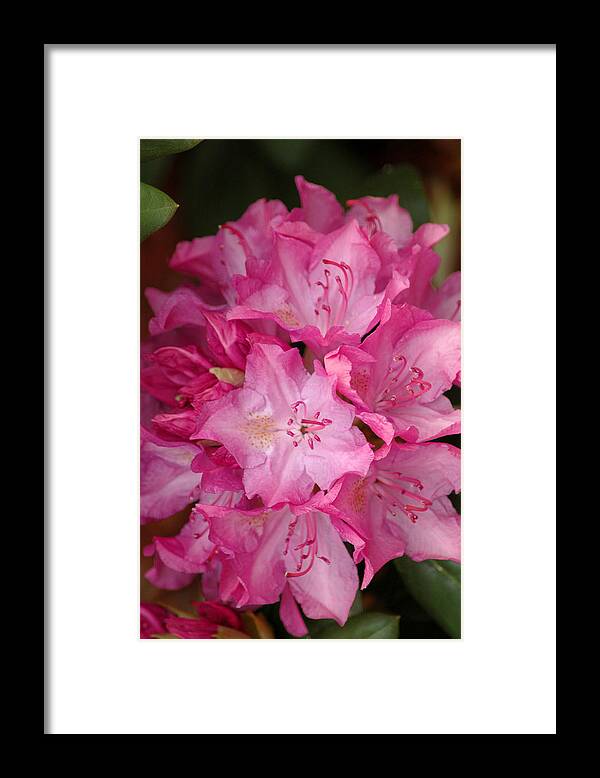 Rhododendron Framed Print featuring the photograph Pink Rhododendron 21 by Frank Mari