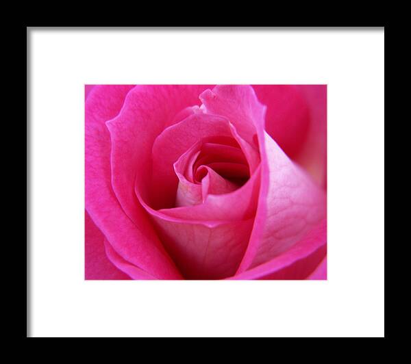 Rose Framed Print featuring the photograph Pink Rose by Amy Fose
