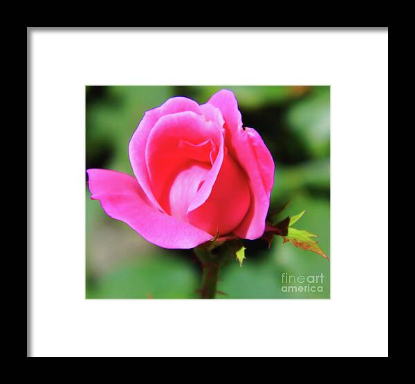 Rose Framed Print featuring the photograph Pink Rose Bud by D Hackett