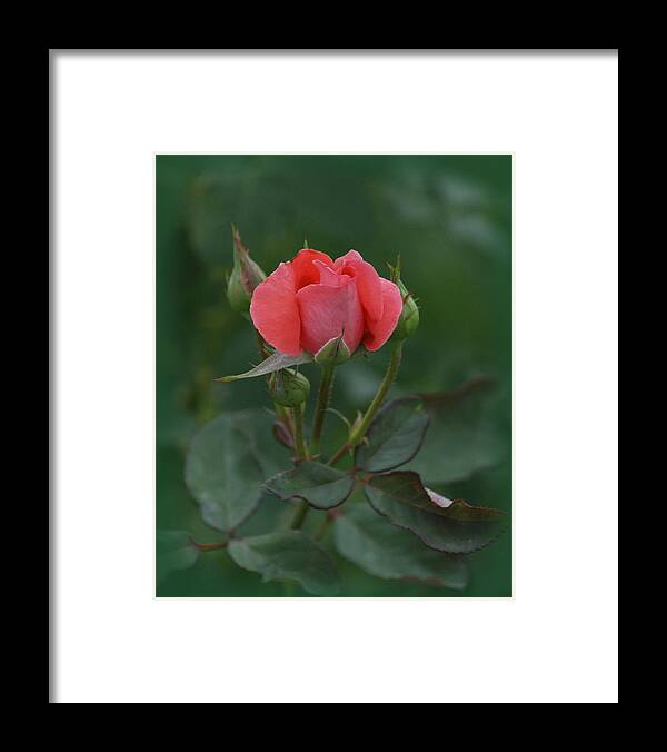 Pink Rose Framed Print featuring the photograph Pink Rose by Ernest Echols