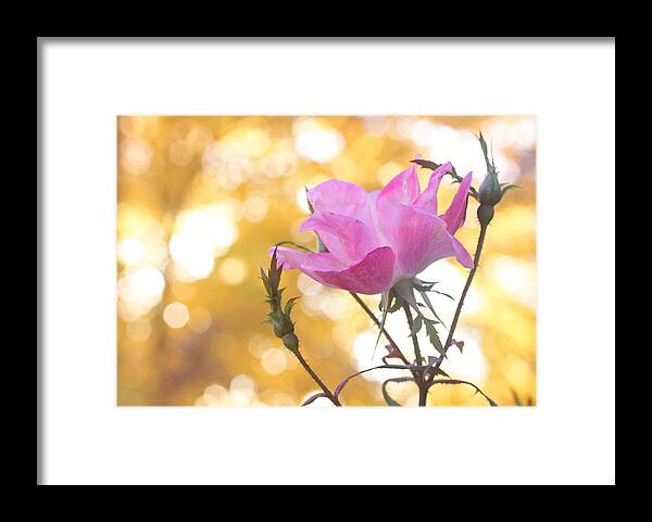 Flowers Framed Print featuring the photograph Pink Rose in the Light of Fall by Trina Ansel