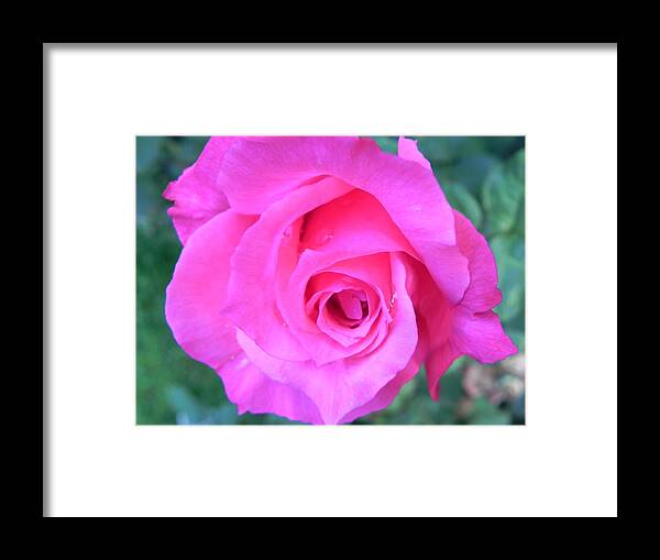  Framed Print featuring the photograph Pink Rose by John Parry