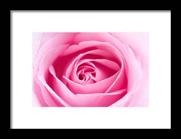 Kamo Framed Print featuring the photograph Pink rose by Kati Finell
