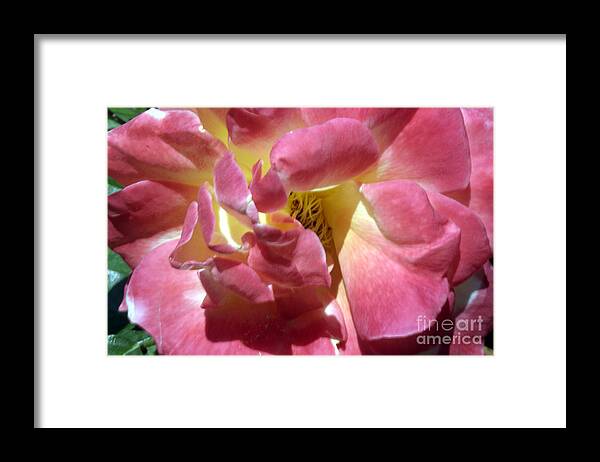 Rose Framed Print featuring the photograph Pink Rose by Leonor Shuber