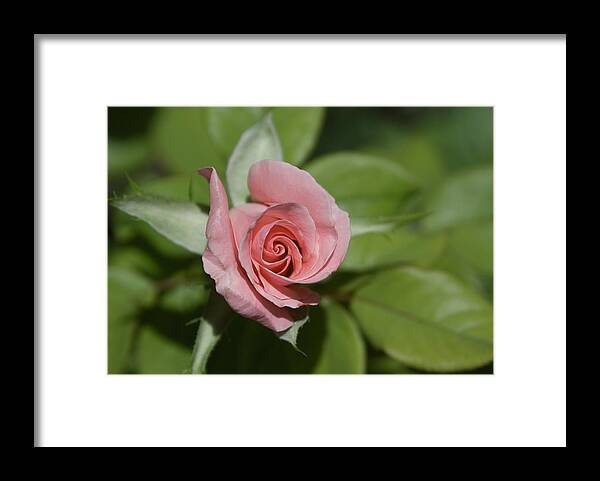 Rose Framed Print featuring the photograph Pink Rose by Matthew Bamberg