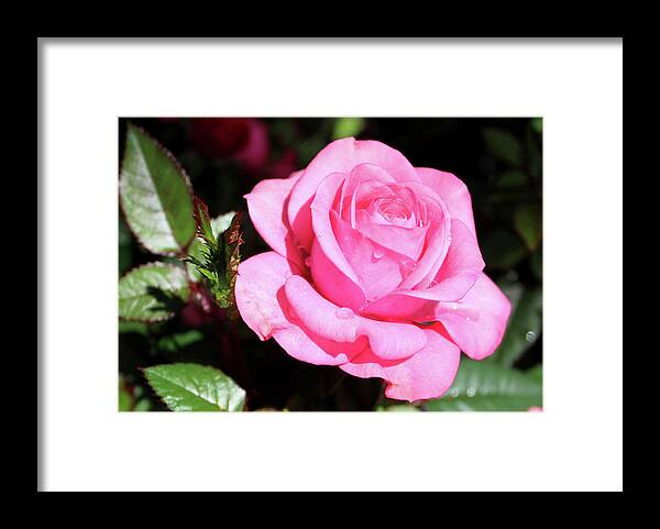 Rose Framed Print featuring the photograph Pink Rose by Ronda Ryan
