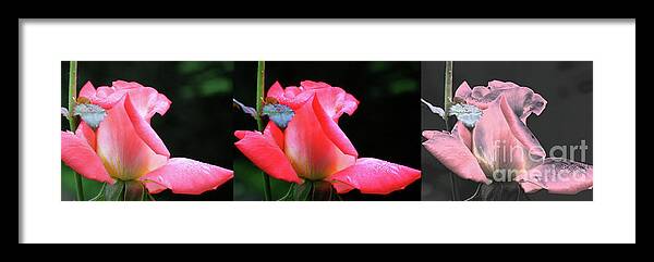 Flower Framed Print featuring the photograph Pink Rosebud Collage by Smilin Eyes Treasures
