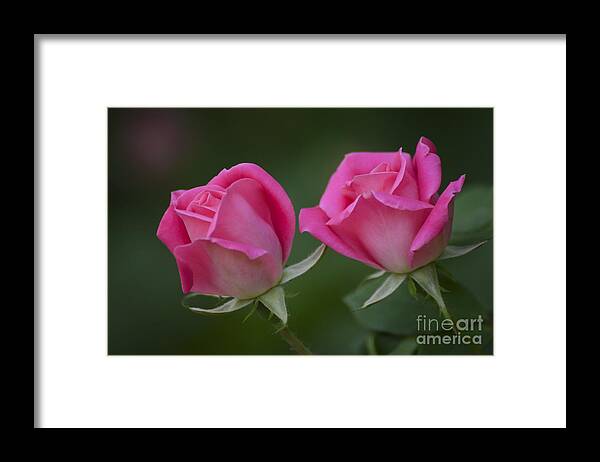 Rose Framed Print featuring the photograph Pink Roses by Andrea Silies