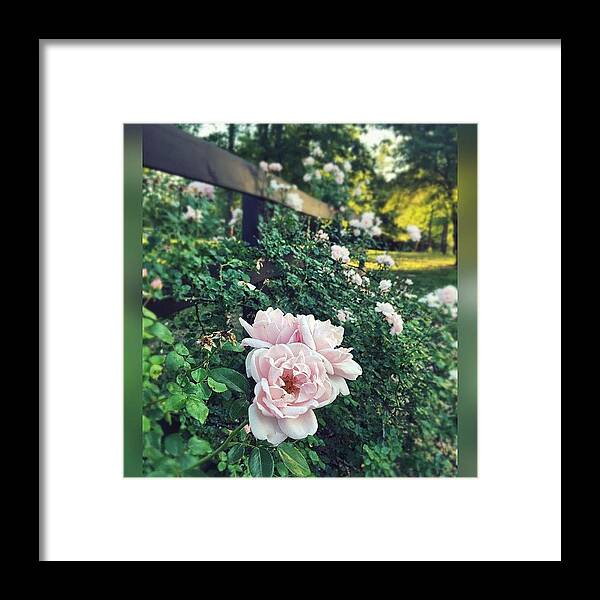 Enlight Framed Print featuring the photograph Pink Roses. #enlight #instaprint by Joan McCool