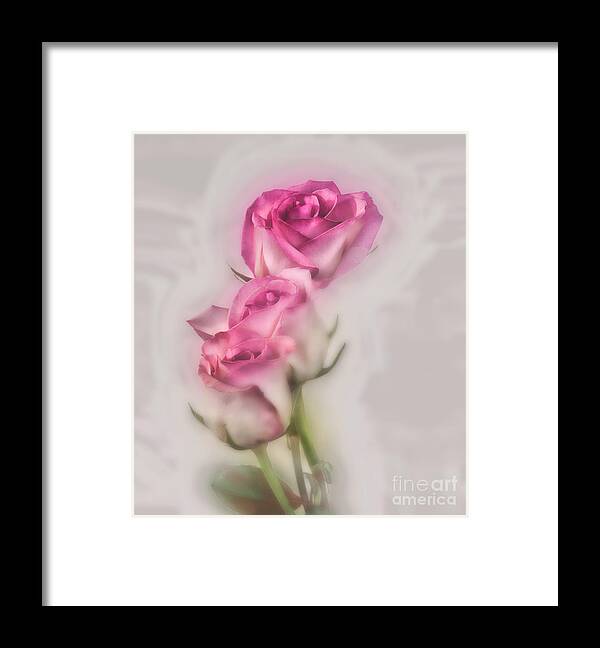 Roses Framed Print featuring the photograph Pink Roses by Shirley Mangini